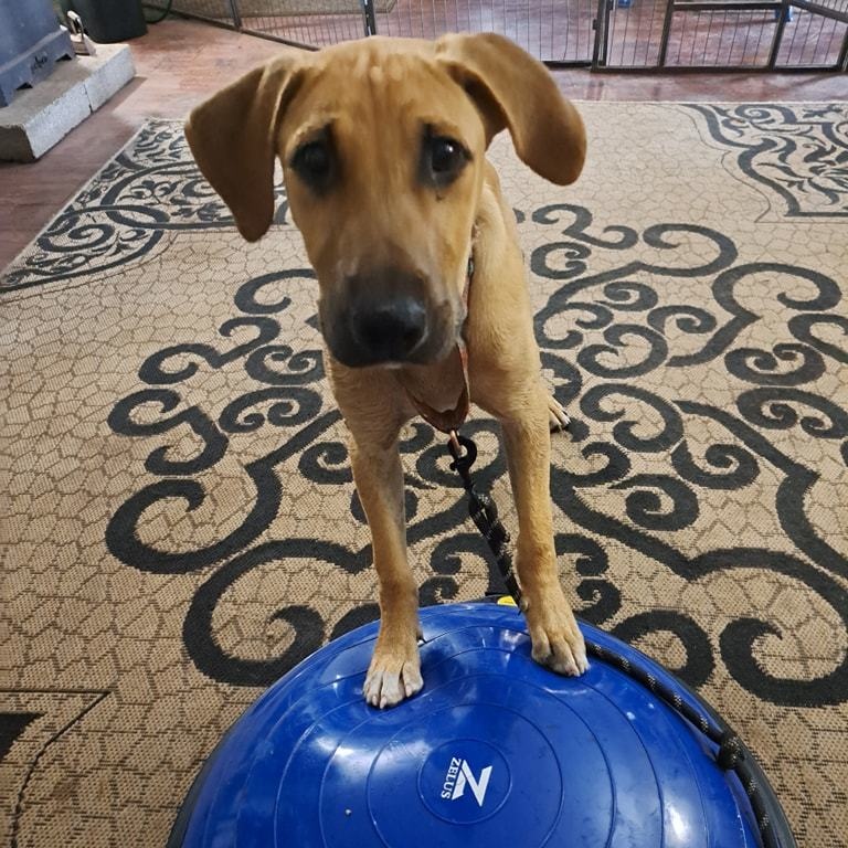 Marty, a Adoptable Black Mouth Cur in Silverton, OR image 1/4