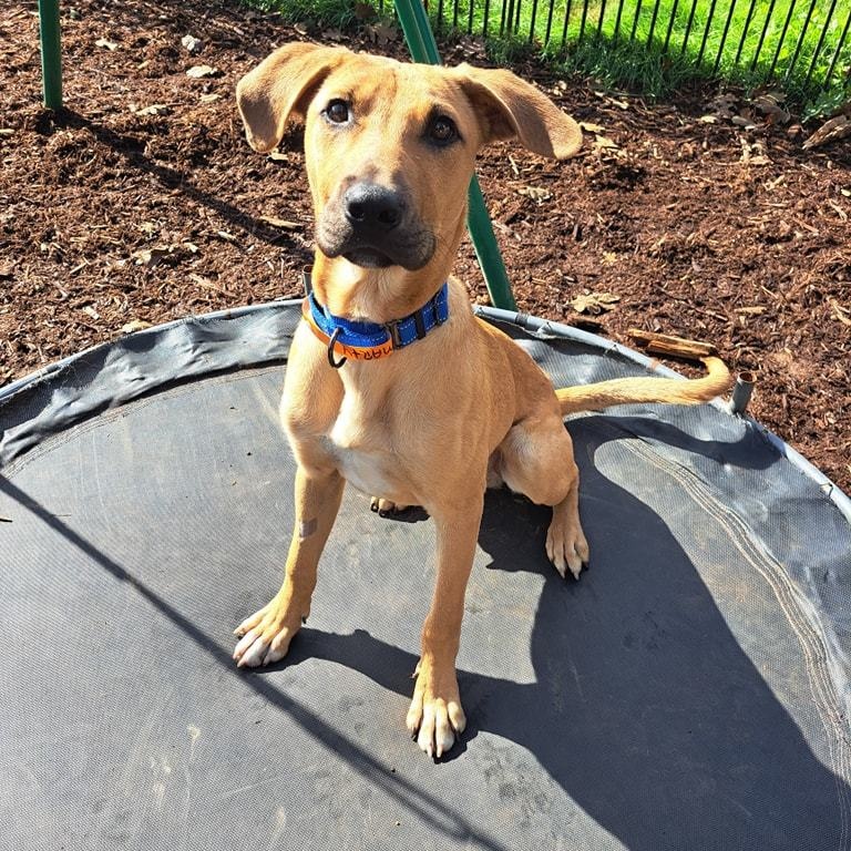 Marty, a Adoptable Black Mouth Cur in Silverton, OR image 2/4