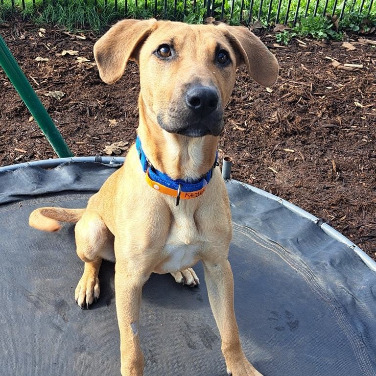 Marty, a Adoptable Black Mouth Cur in Silverton, OR image 3/4