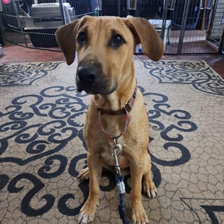 Marty, a Adoptable Black Mouth Cur in Silverton, OR image 4/4