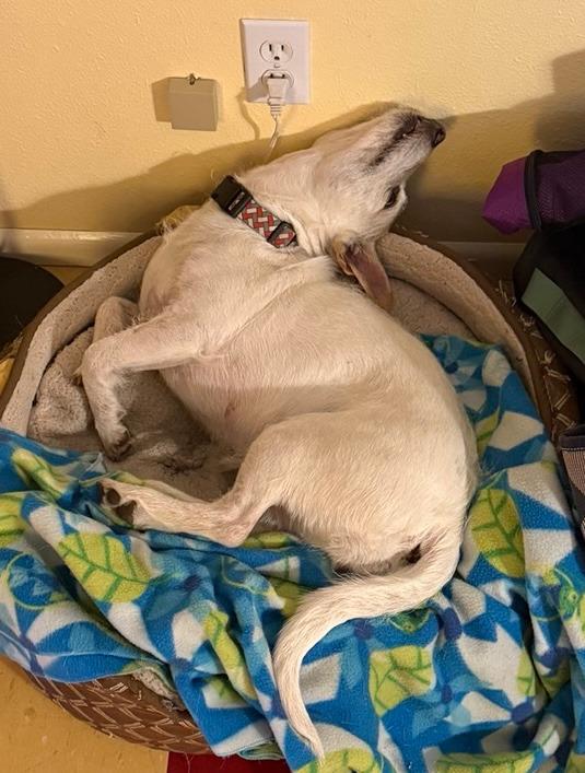 Sally, a Adoptable mixed breed in Kelso , WA image 5/6