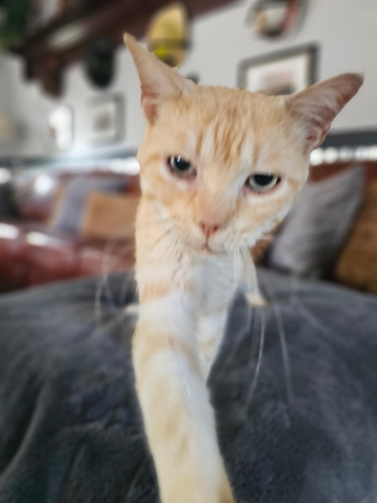 Enlarge Lemon, an adopted mixed breed in Seaford, DE image 2/2