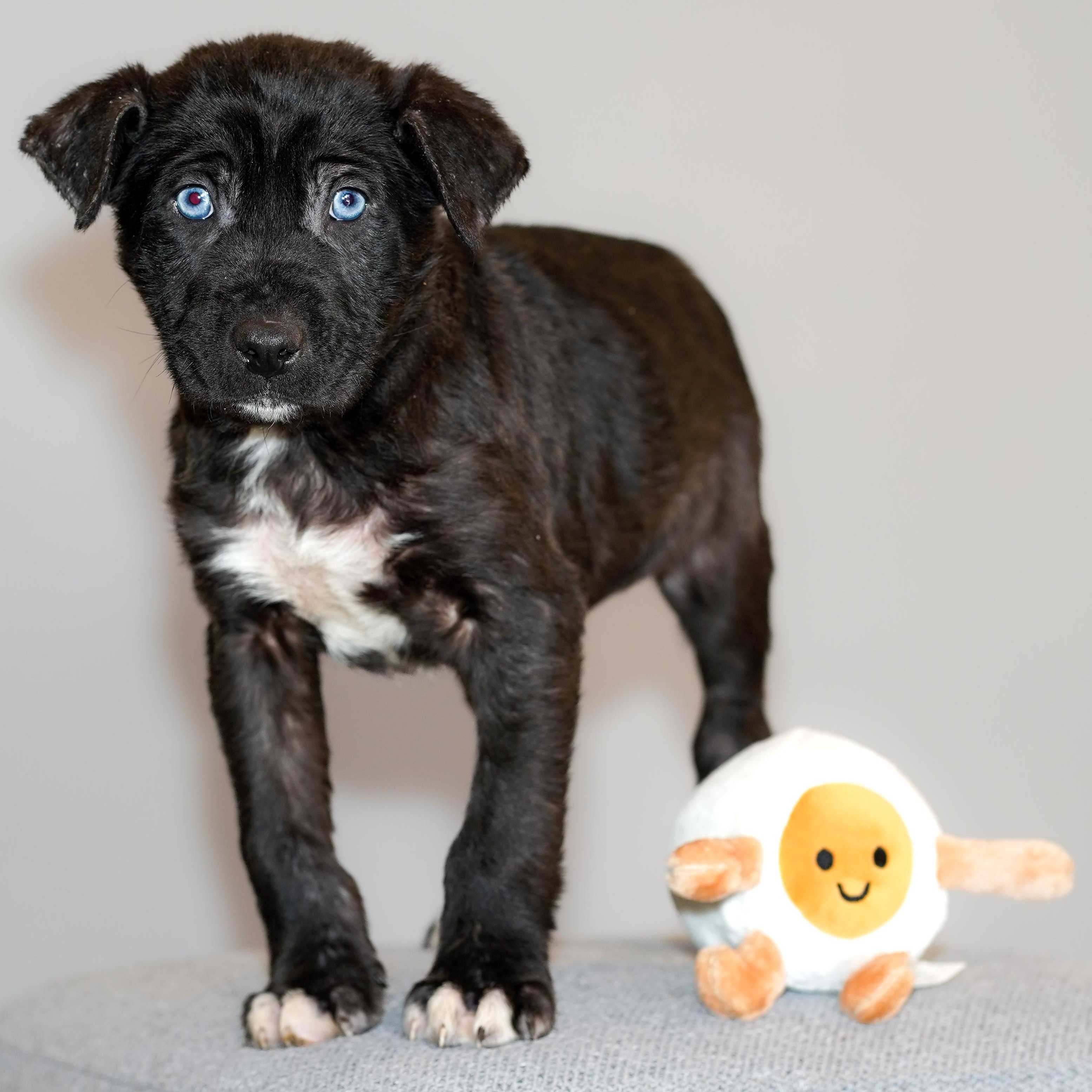 Enlarge SAUSAGE , a ADOPTABLE mixed breed in ALBANY , NY image 3/6