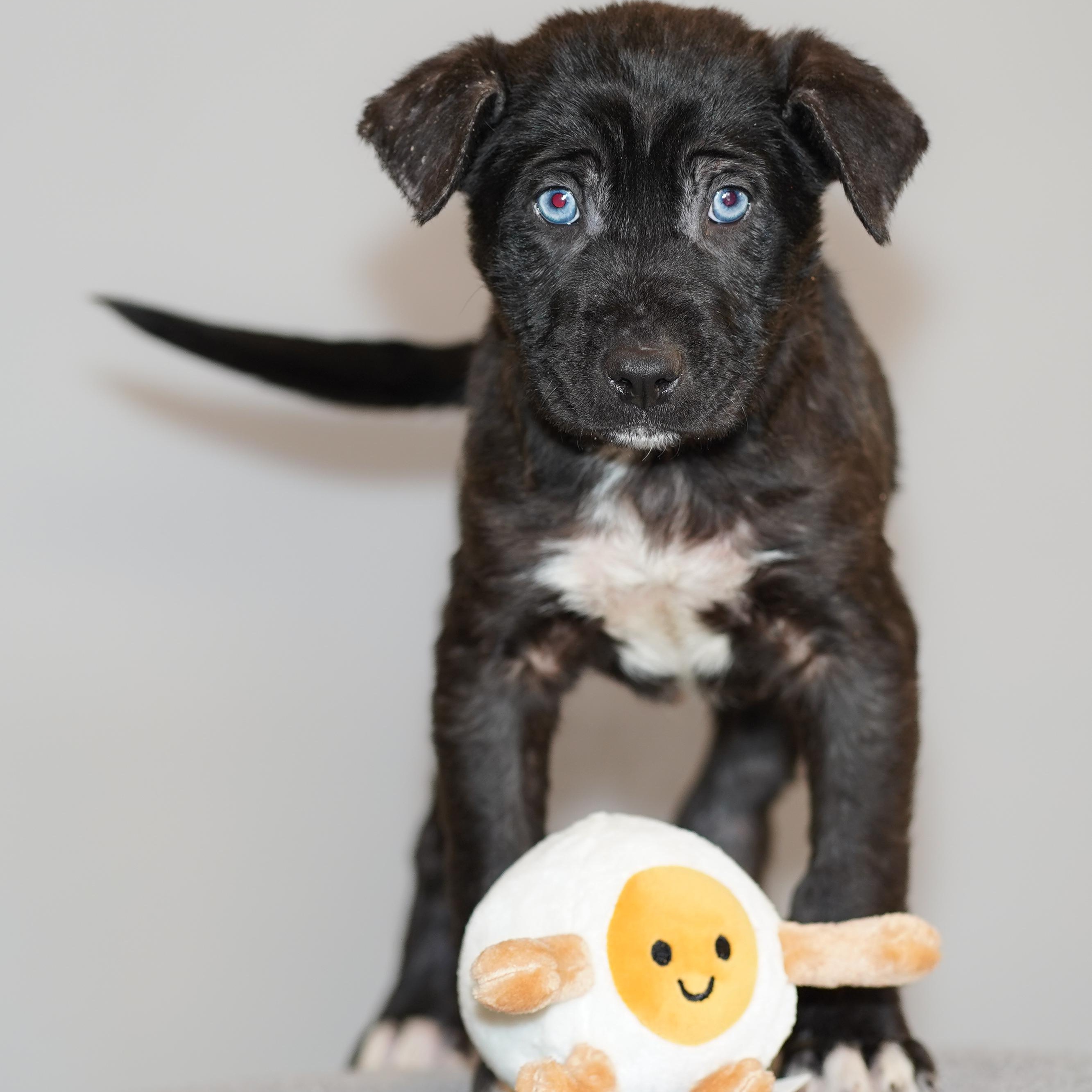 Enlarge SAUSAGE , a ADOPTABLE mixed breed in ALBANY , NY image 6/6