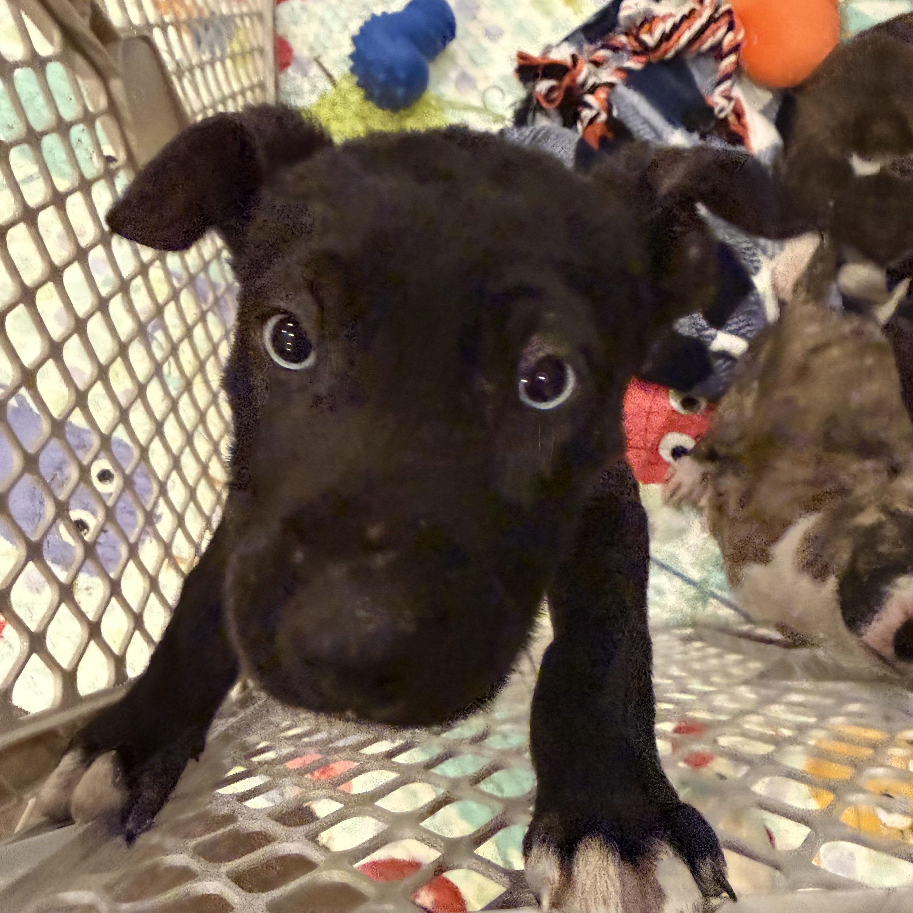 Enlarge SAUSAGE , a ADOPTABLE mixed breed in ALBANY , NY image 4/6