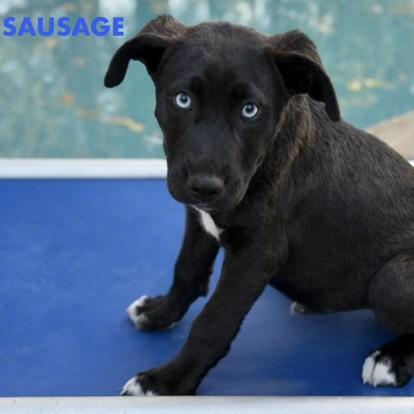 SAUSAGE , a ADOPTABLE mixed breed in houston, TX image 1/6