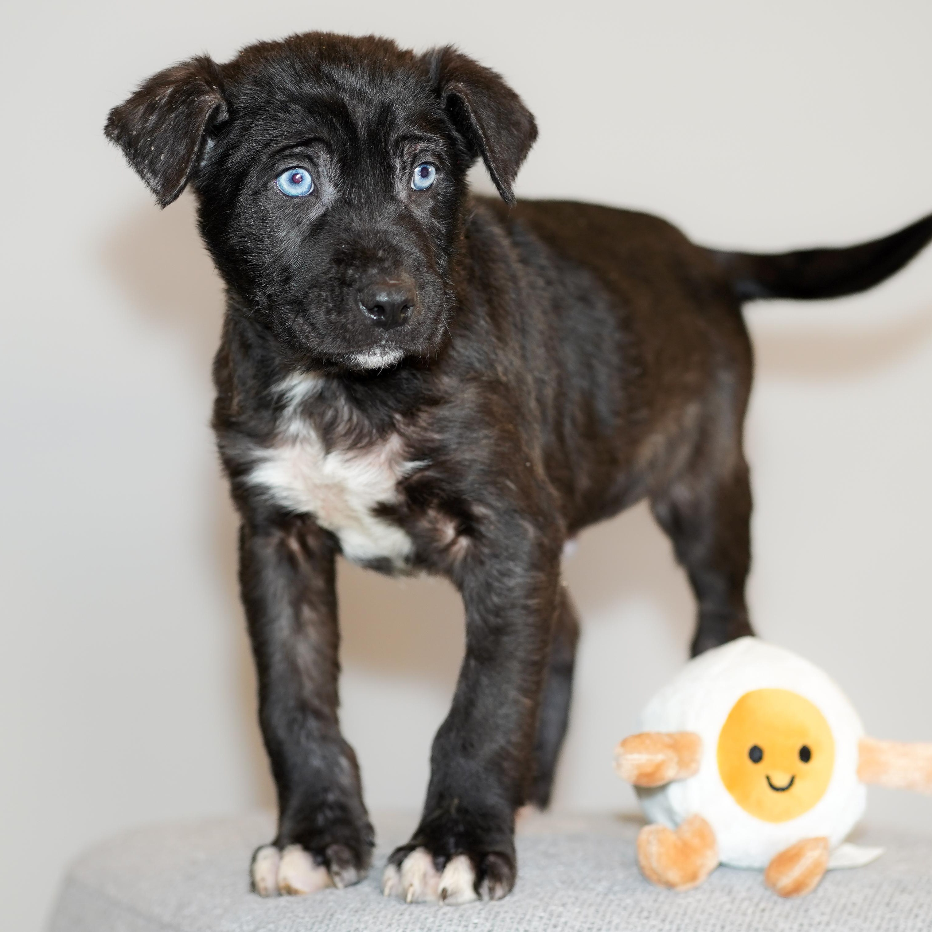Enlarge SAUSAGE , a ADOPTABLE mixed breed in ALBANY , NY image 2/6