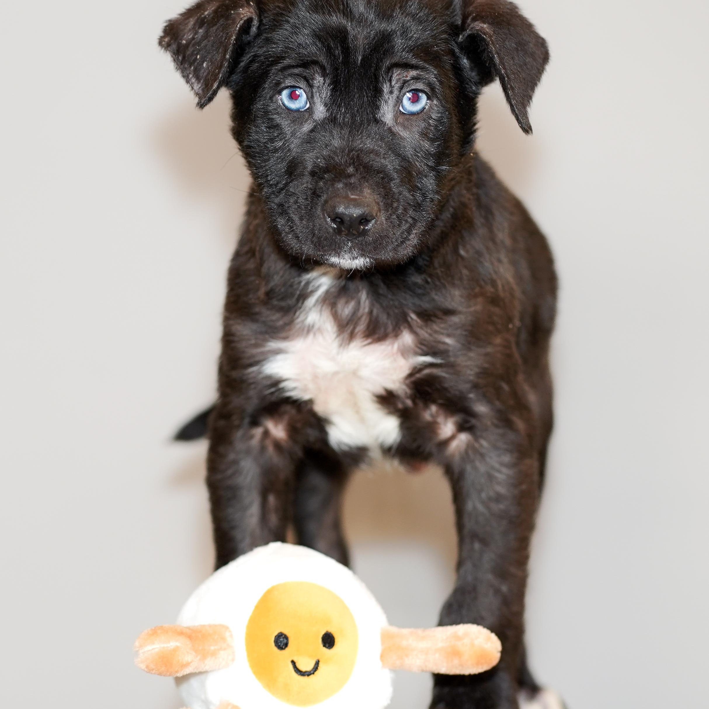 Enlarge SAUSAGE , a ADOPTABLE mixed breed in ALBANY , NY image 1/6