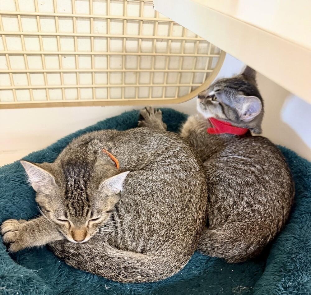 David Copperfield, Adoptable, Kitten Male Domestic Short Hair.