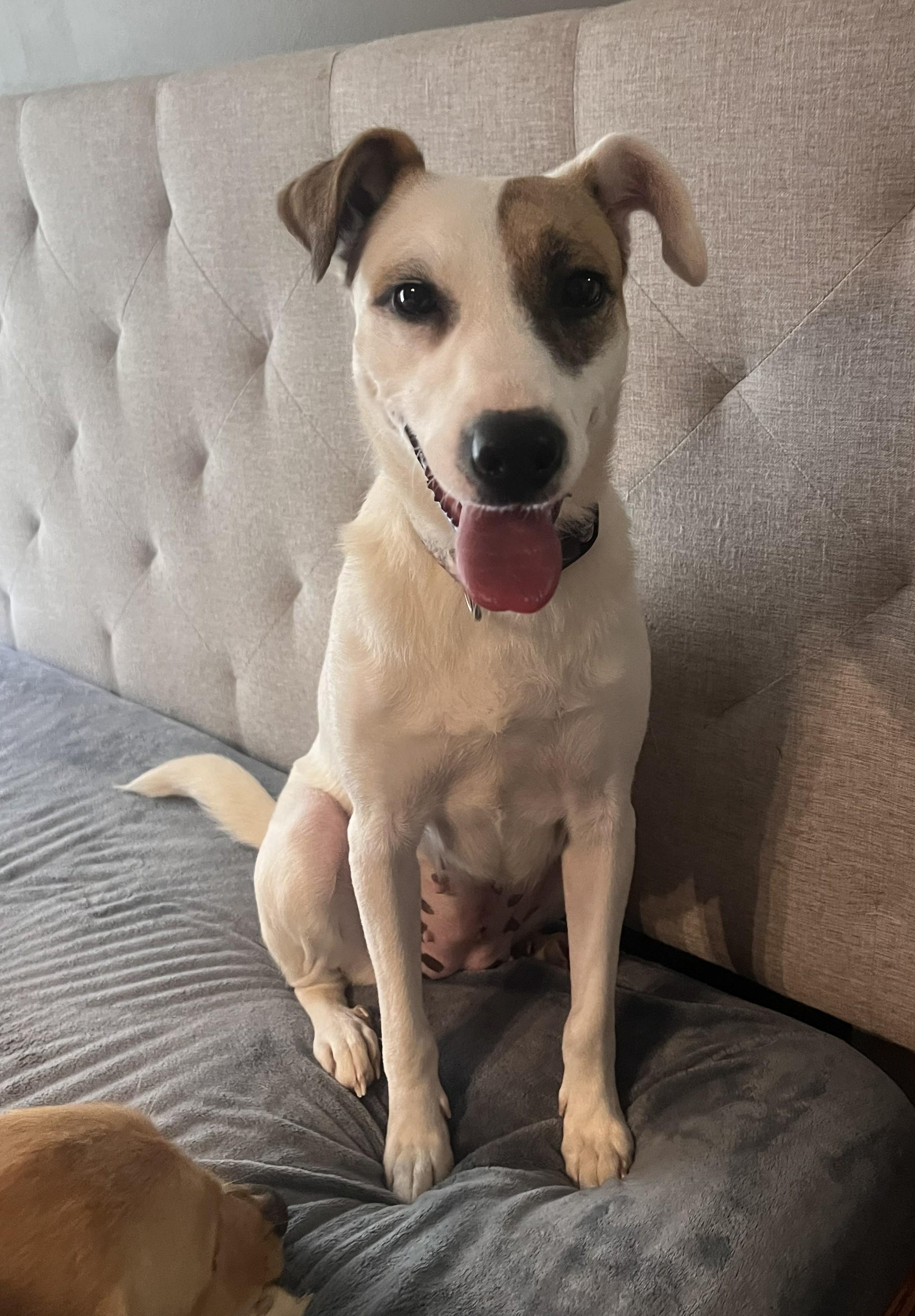 Enlarge Penny, an adoptable mixed breed in Mount Sterling, KY image 2/5