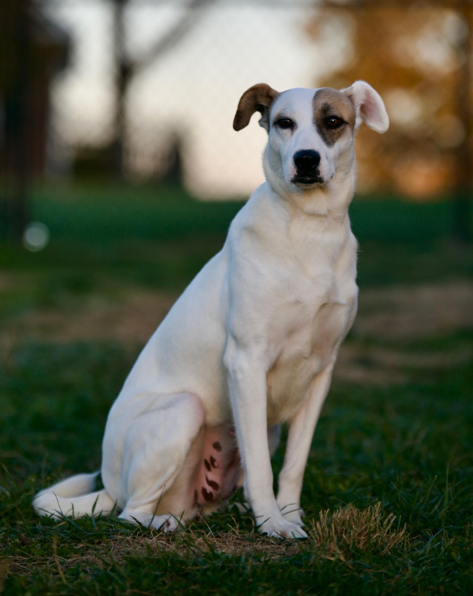 Enlarge Penny, an adoptable mixed breed in Mount Sterling, KY image 3/5