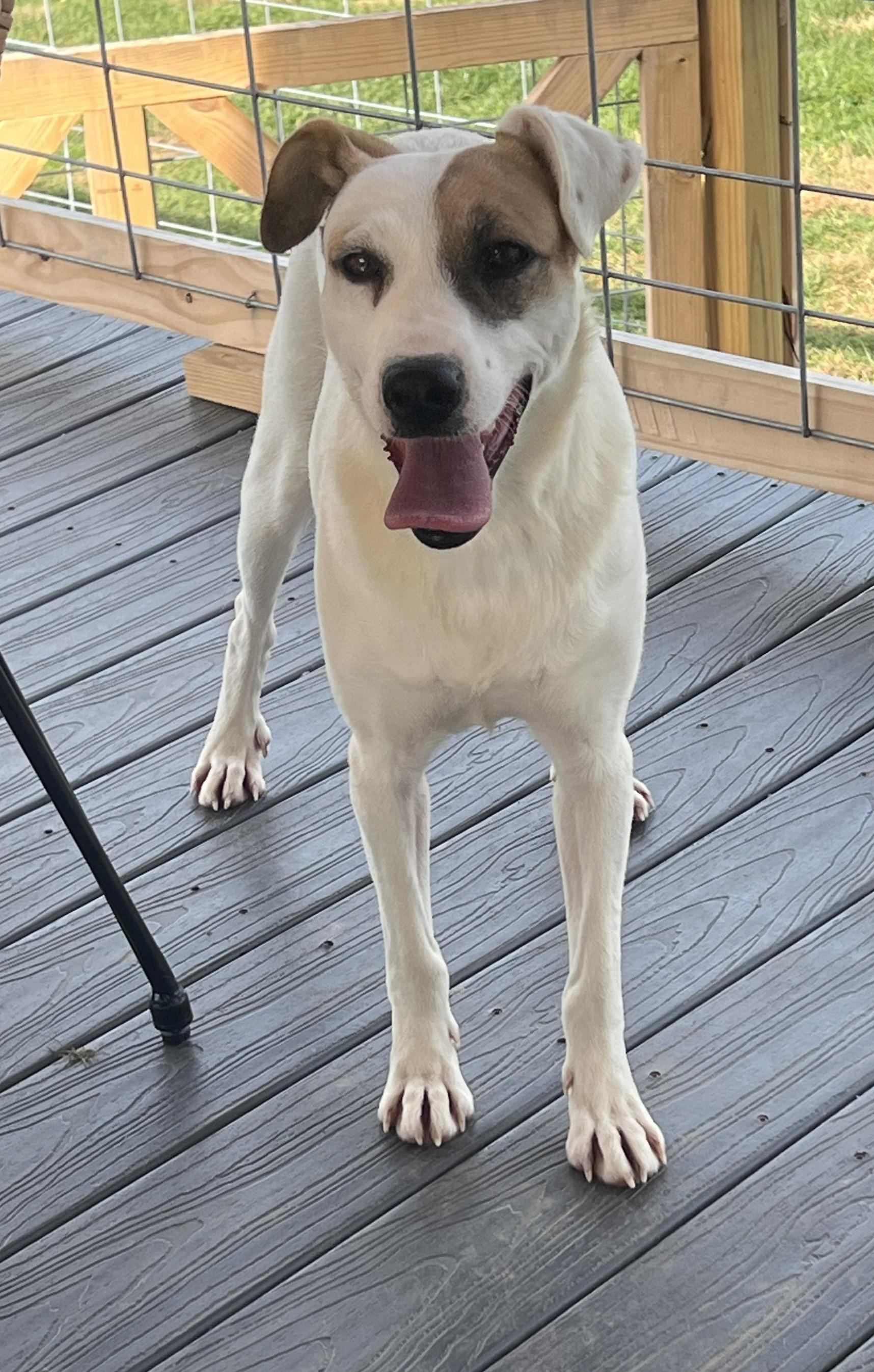 Enlarge Penny, an adoptable mixed breed in Mount Sterling, KY image 4/5