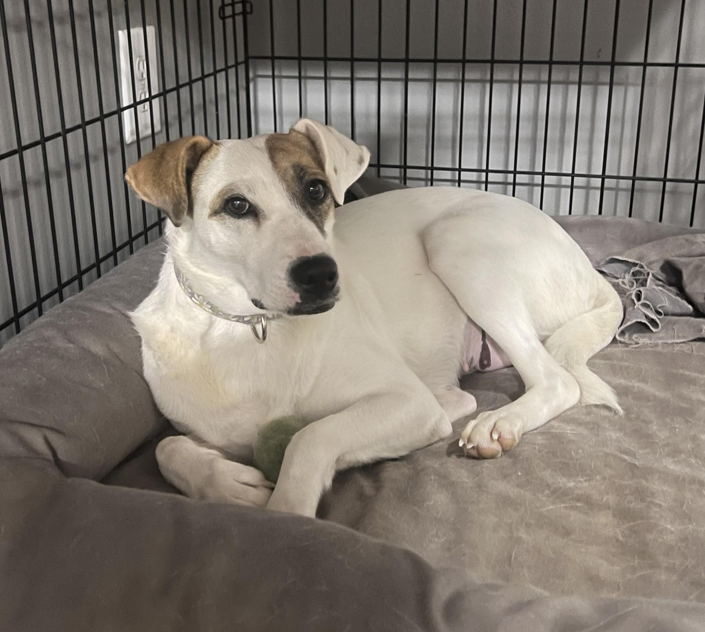 Enlarge Penny, an adoptable mixed breed in Mount Sterling, KY image 5/5