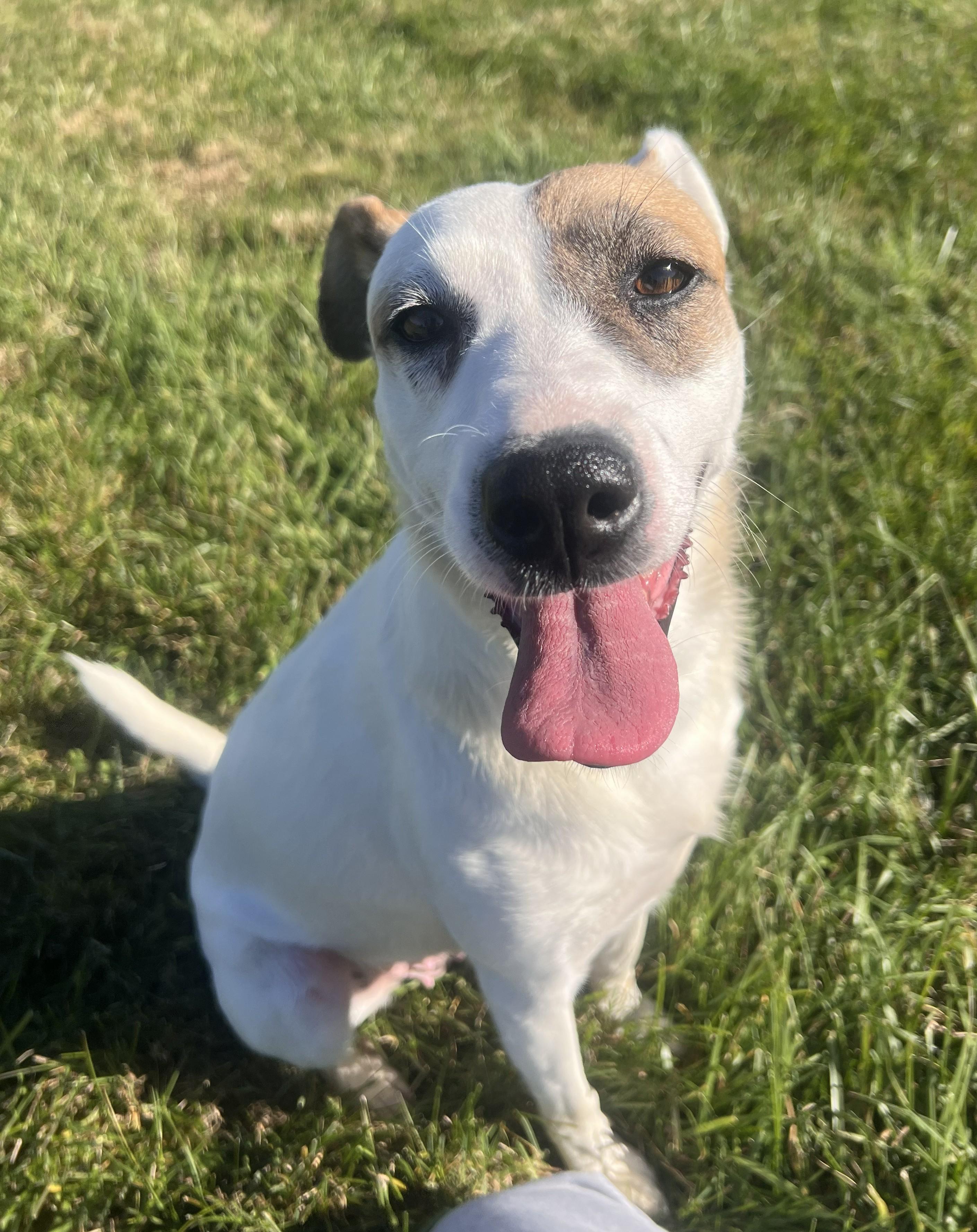 Penny, adoptable, Young Female Pointer & Terrier.