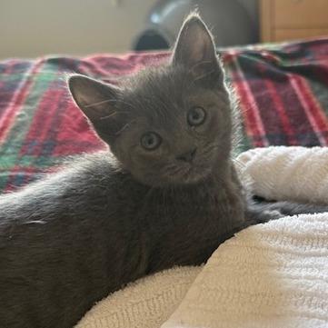 Sterling (Jesse), Adoptable, Kitten Male Domestic Short Hair.