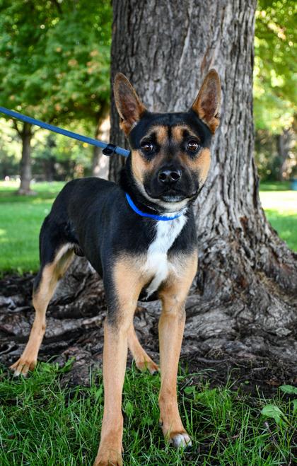 Enlarge Gilligan, a Adoptable mixed breed in Yakima, WA image 2/3