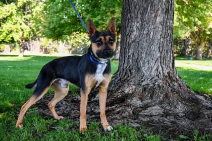 Gilligan, Adoptable, Adult Male German Shepherd Dog & Cattle Dog.