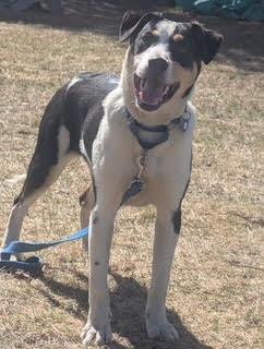 Enlarge Tengu, a ADOPTABLE mixed breed in Uxbridge, MA image 5/5