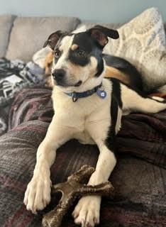 Enlarge Tengu, a ADOPTABLE mixed breed in Uxbridge, MA image 1/5