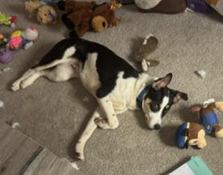 Enlarge Tengu, a ADOPTABLE mixed breed in Uxbridge, MA image 4/5