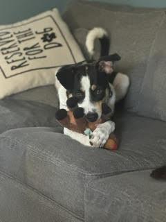 Enlarge Tengu, a ADOPTABLE mixed breed in Uxbridge, MA image 3/5