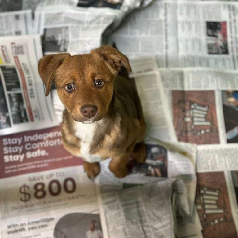 Lulo, Adoptable, Puppy Male Mixed Breed.