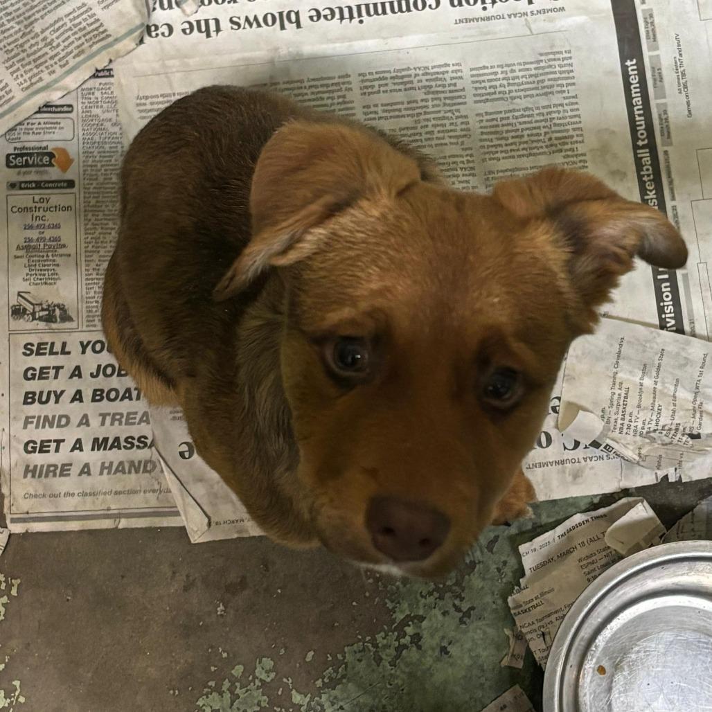 Enlarge Lulo, a Adoptable Mixed Breed in Gadsden, AL image 1/1