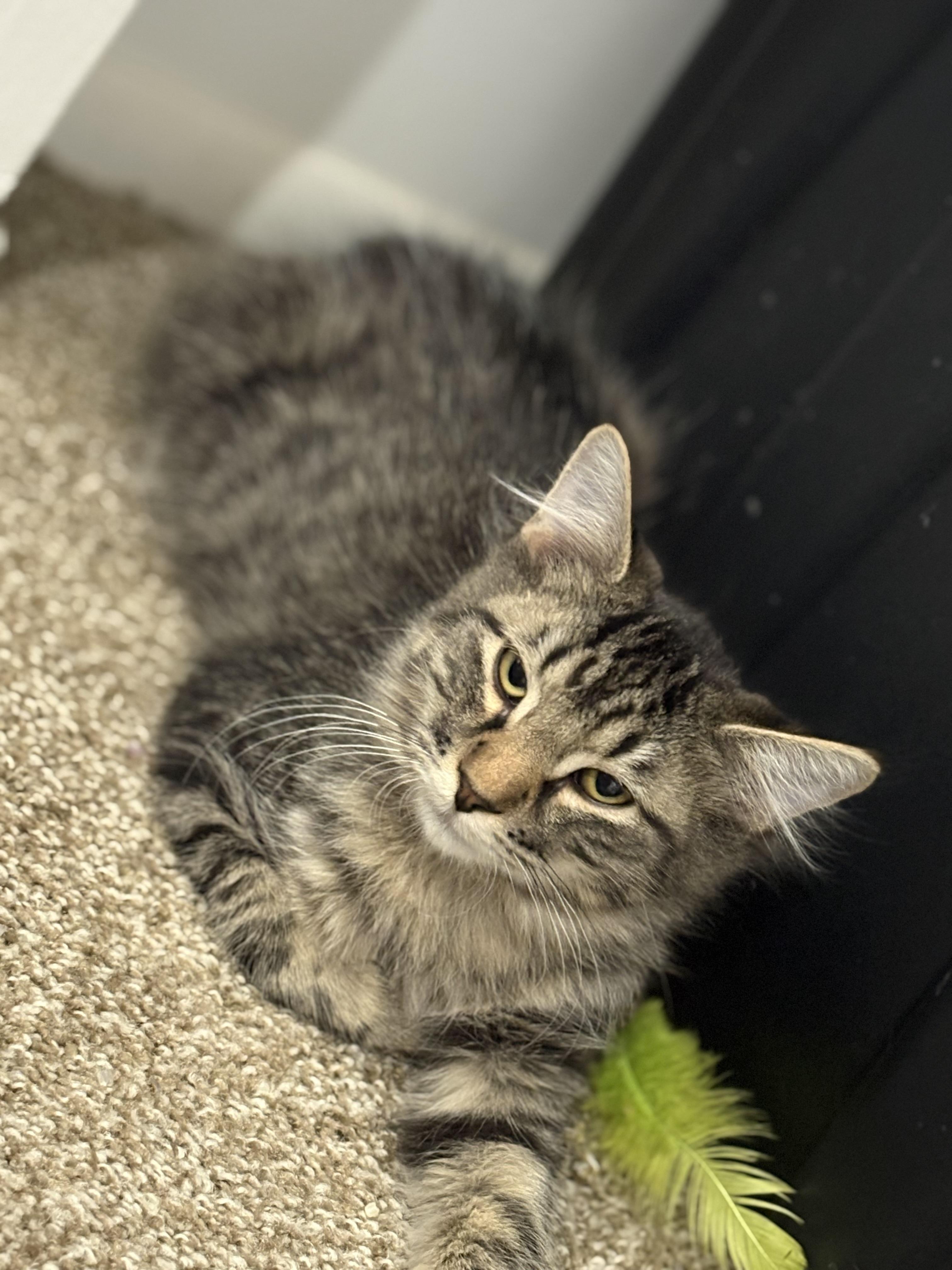 Logan, Adopted, Kitten Male Maine Coon & Domestic Long Hair.