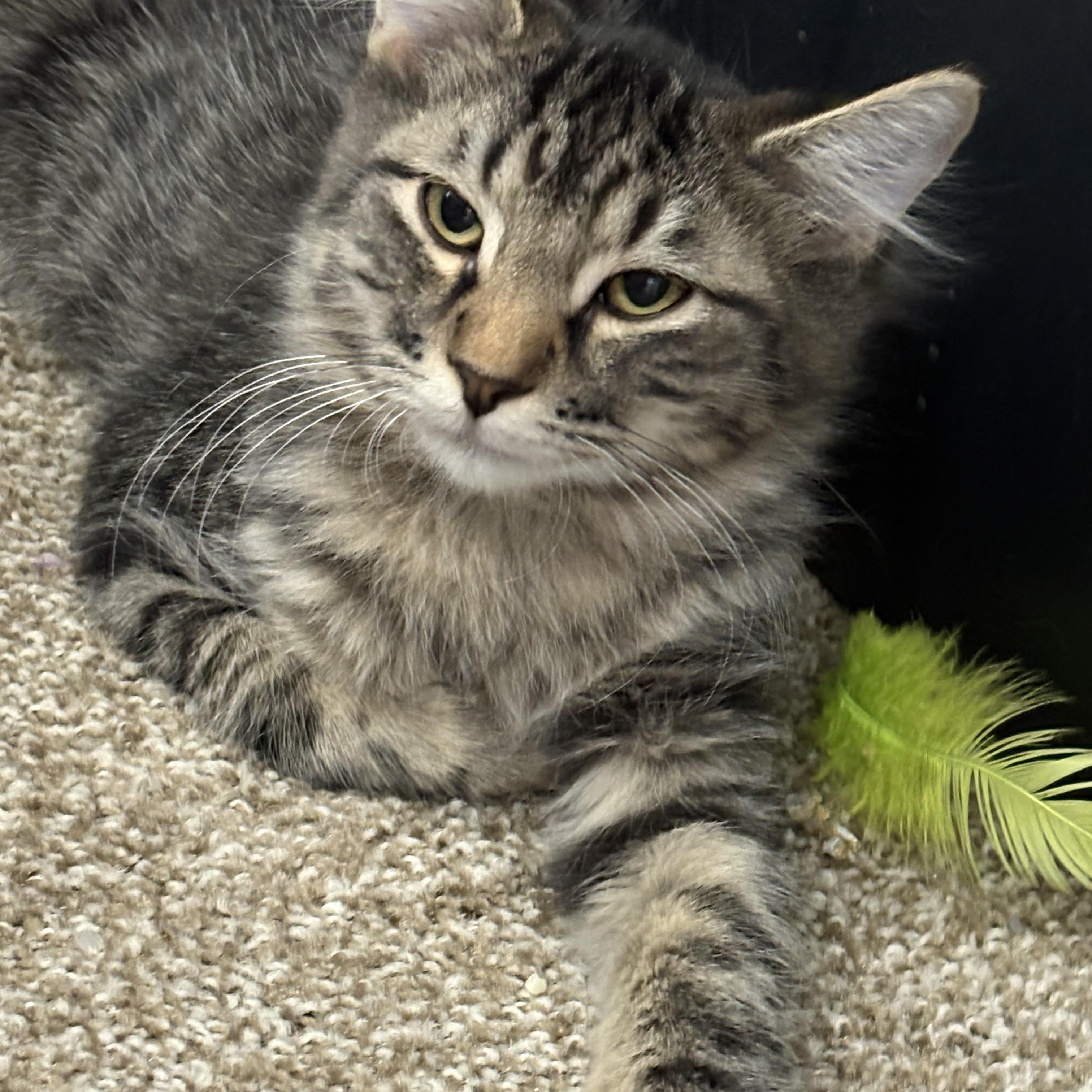 Enlarge Logan, a Adopted mixed breed in Pocatello, ID image 3/3