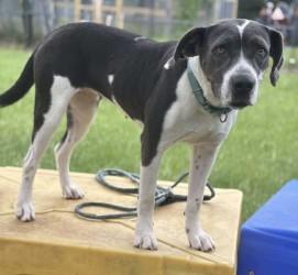Rhonda(HW+ Treatment Sponsored), a Adoptable mixed breed in Conway, SC image 1/3