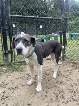 Rhonda(HW+ Treatment Sponsored), a Adoptable mixed breed in Conway, SC image 2/3