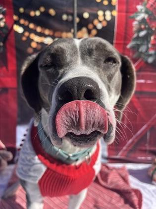 Rhonda(HW+ Treatment Sponsored), a Adoptable mixed breed in Conway, SC image 3/3