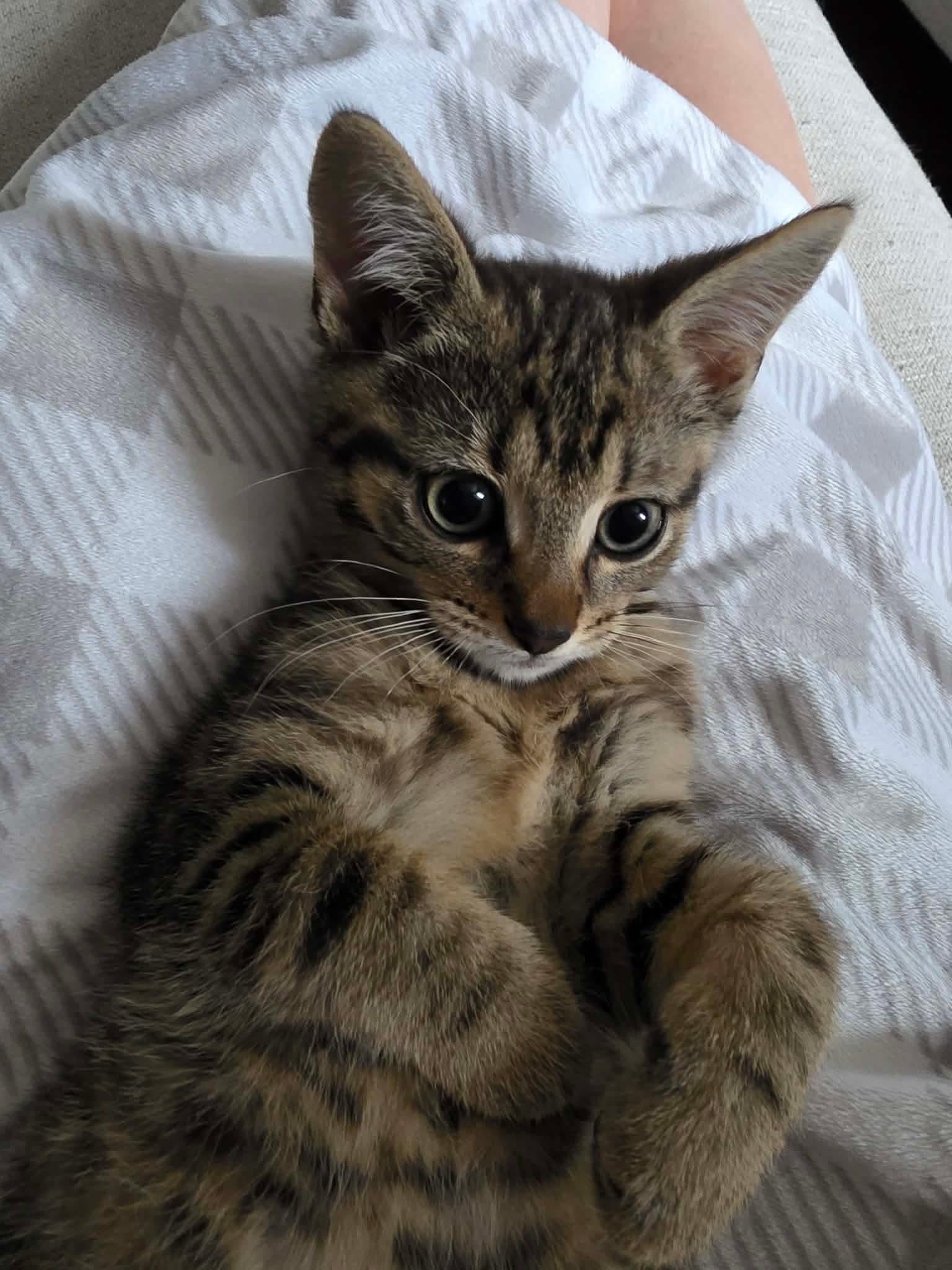 Enlarge Elias, an adopted Domestic Short Hair in Terrebonne, QC image 1/4