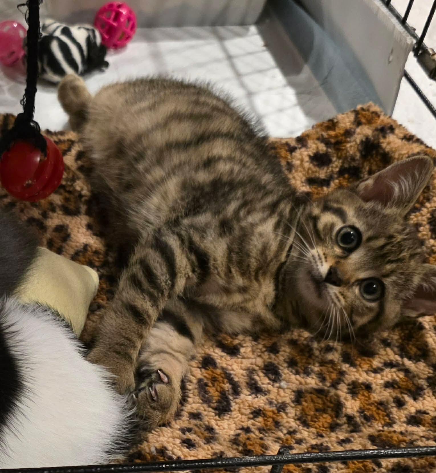Enlarge Elias, an adopted Domestic Short Hair in Terrebonne, QC image 4/4
