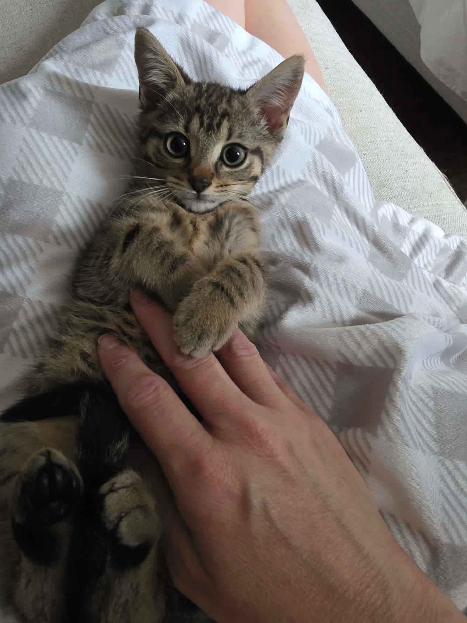 Enlarge Elias, an adopted Domestic Short Hair in Terrebonne, QC image 3/4