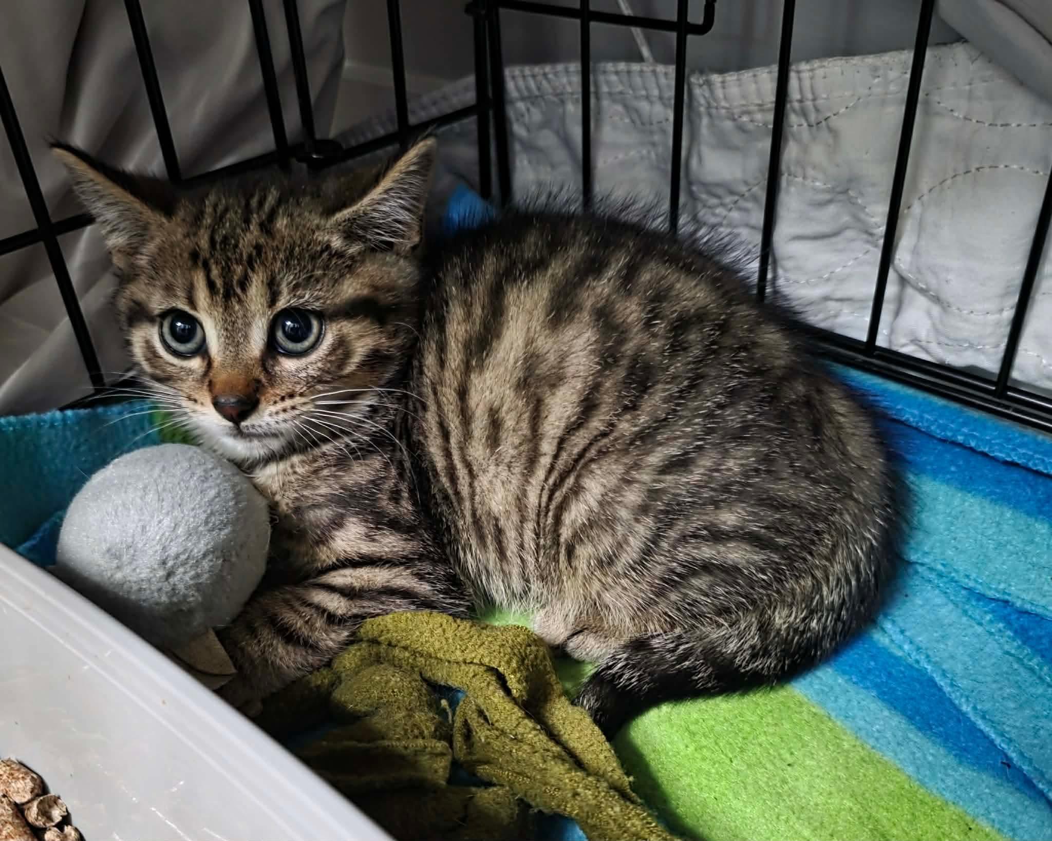 Enlarge Elias, an adopted Domestic Short Hair in Terrebonne, QC image 2/4
