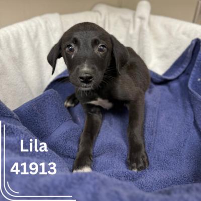 L pups 6
