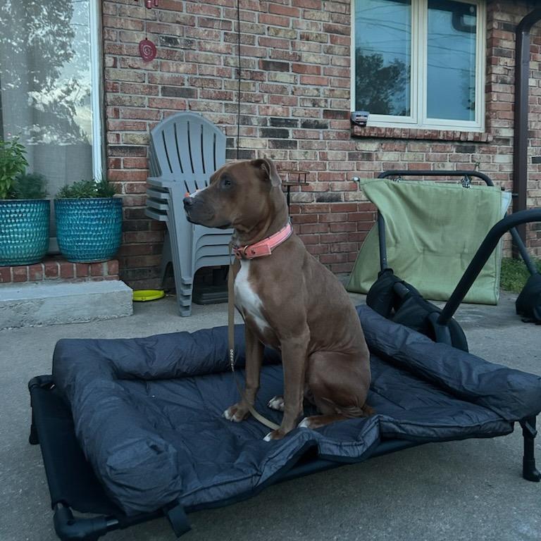 Ruby, a Adoptable Pit Bull Terrier in Fayetteville, AR image 1/6
