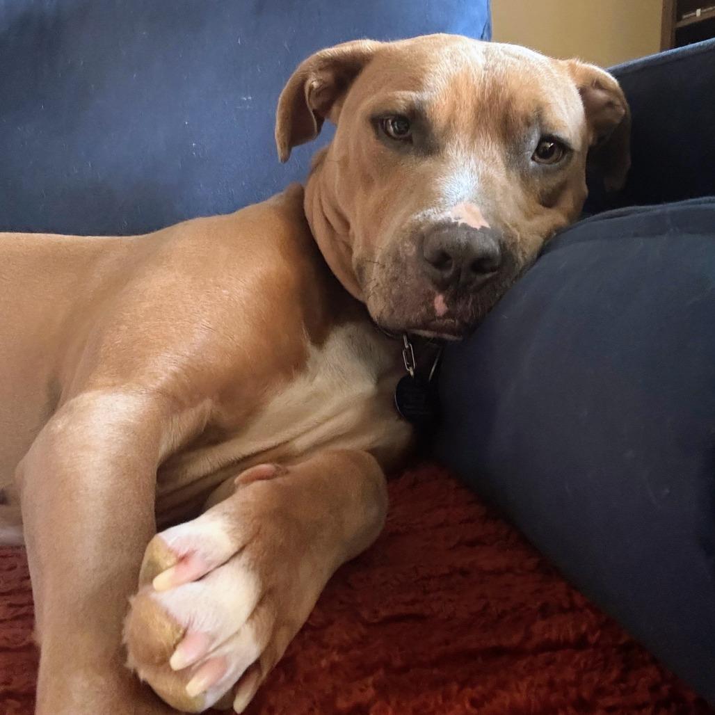 Ruby, a Adoptable Pit Bull Terrier in Fayetteville, AR image 2/6