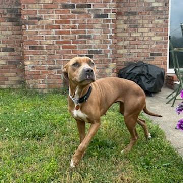 Ruby, a Adoptable Pit Bull Terrier in Fayetteville, AR image 3/6