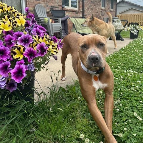 Ruby, a Adoptable Pit Bull Terrier in Fayetteville, AR image 4/6