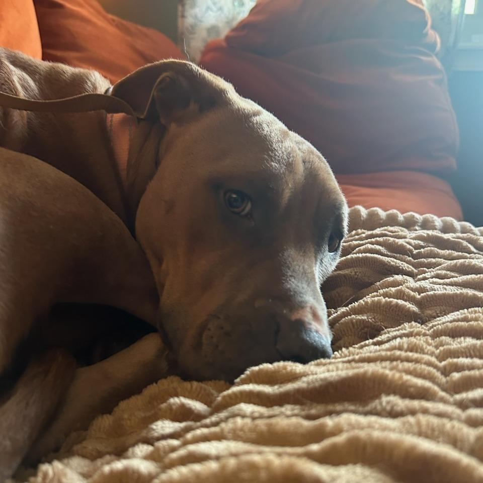Ruby, a Adoptable Pit Bull Terrier in Fayetteville, AR image 5/6