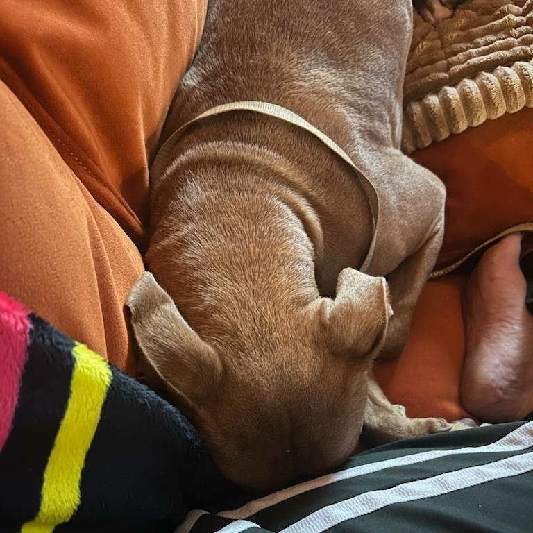 Ruby, a Adoptable Pit Bull Terrier in Fayetteville, AR image 6/6