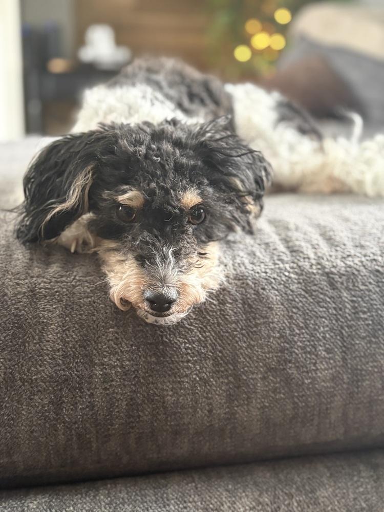 Buffy, Adoptable, Adult Female Poodle.