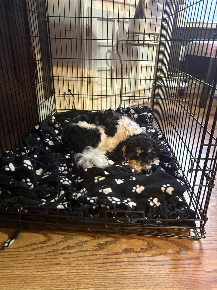 Enlarge Buffy, a Adoptable mixed breed in Amherst, NY image 2/6