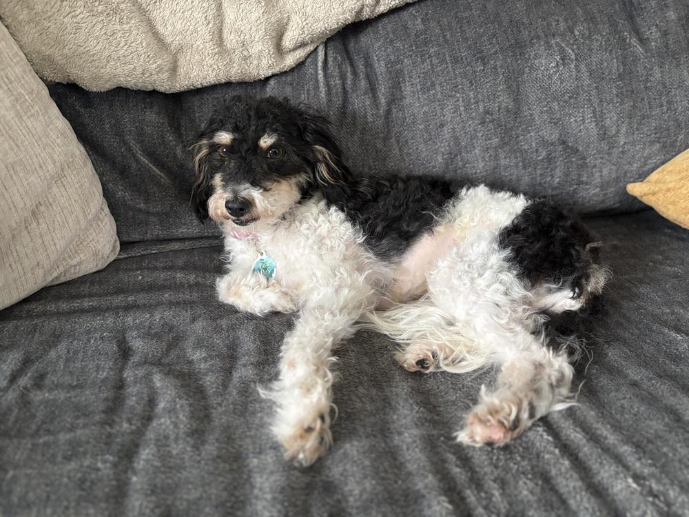 Enlarge Buffy, a Adoptable mixed breed in Amherst, NY image 3/6