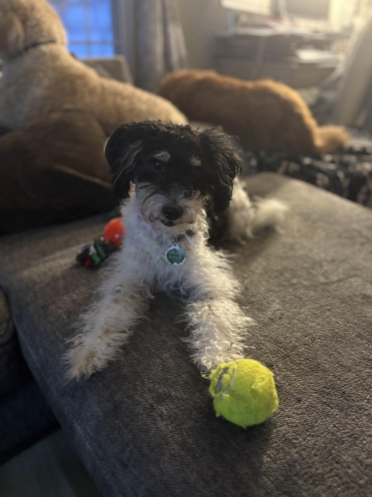 Enlarge Buffy, a Adoptable mixed breed in Amherst, NY image 4/6