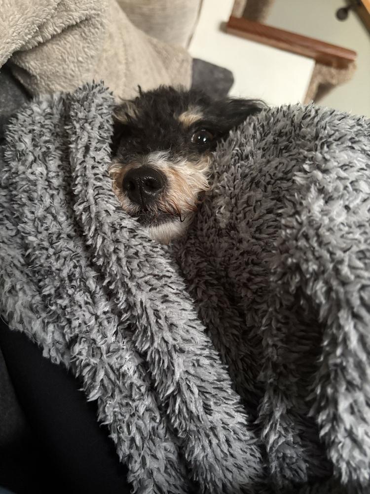 Enlarge Buffy, a Adoptable mixed breed in Amherst, NY image 5/6