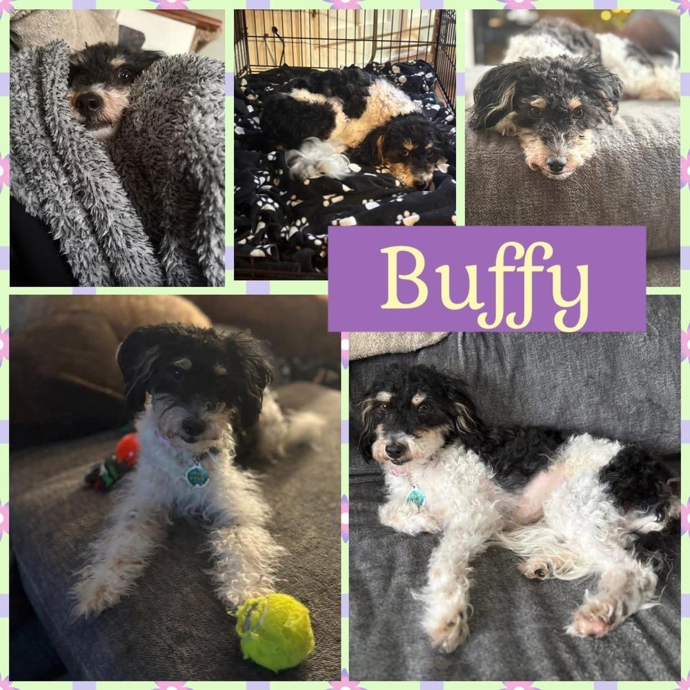 Enlarge Buffy, a Adoptable mixed breed in Amherst, NY image 6/6
