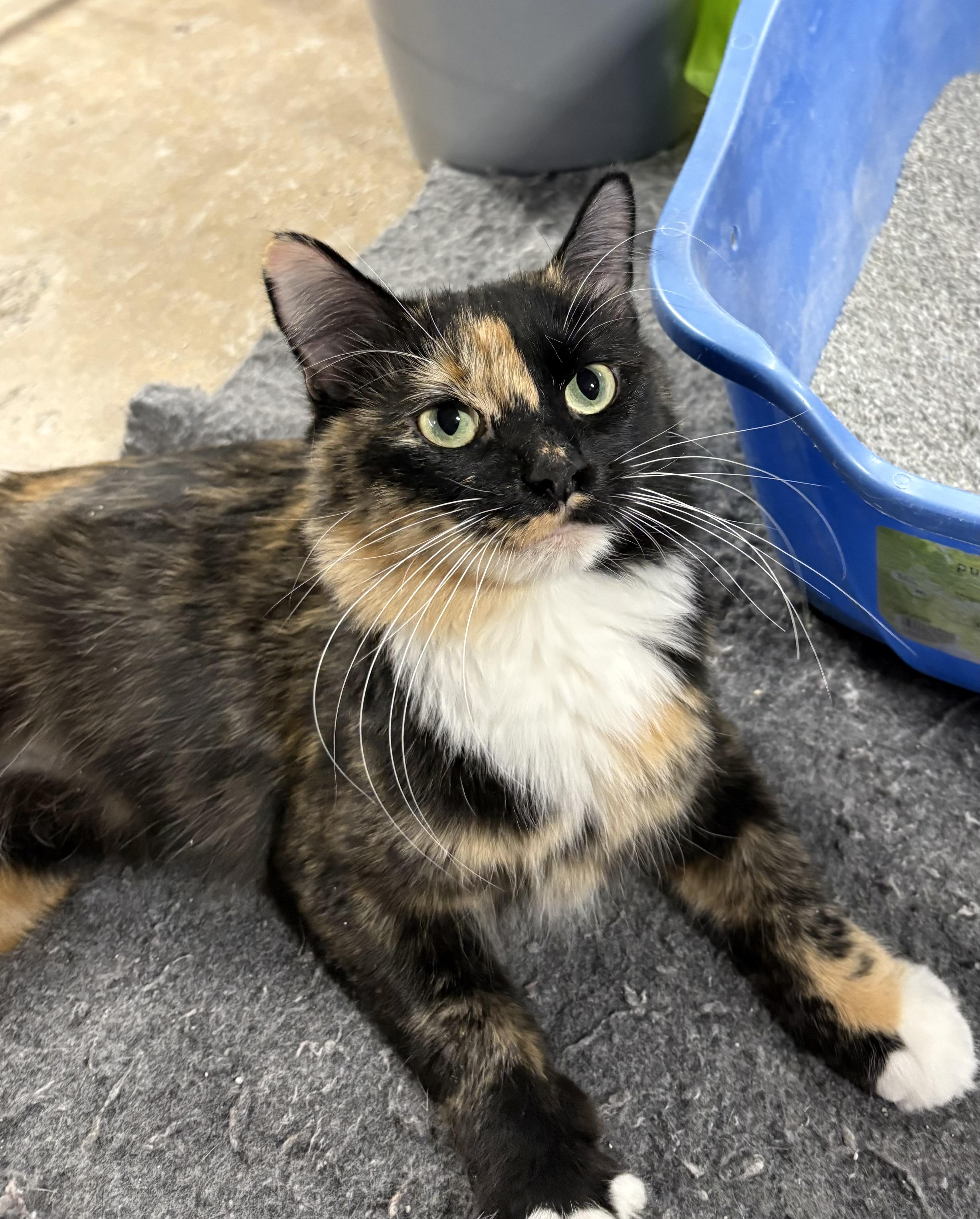 Enlarge Noel, a ADOPTABLE Domestic Medium Hair in Faribault, MN image 1/2